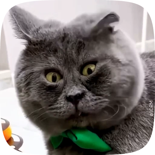 😳 Стикер «Animals» для Telegram
