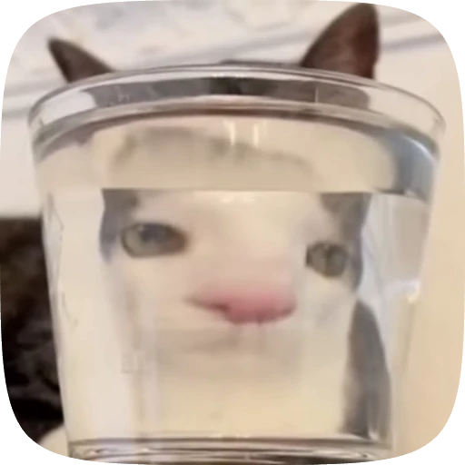 🤡 Стикер «Animals» для Telegram
