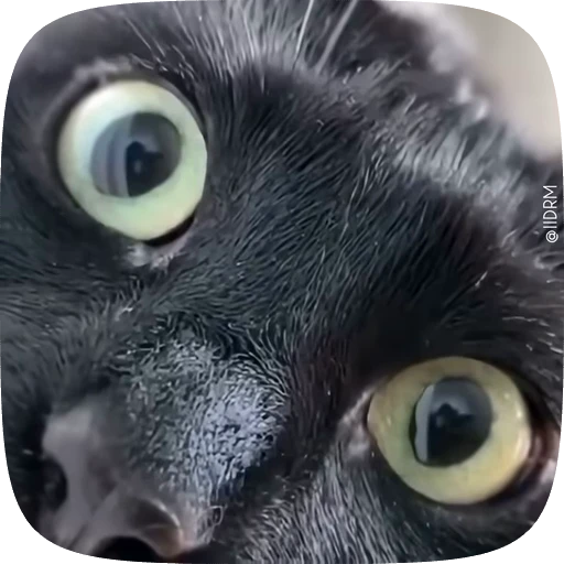 🤯 Стикер «Animals» для Telegram