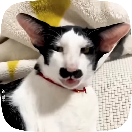 🥸 Стикер «Animals» для Telegram