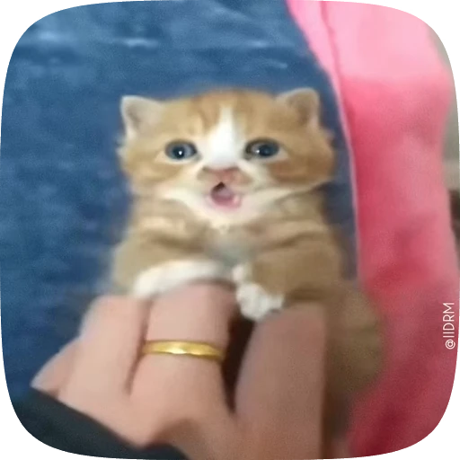 🐾 Стикер «Animals» для Telegram