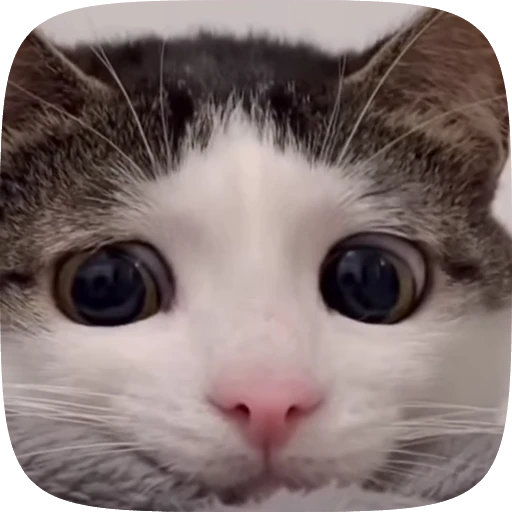 😿 Стикер «Animals» для Telegram