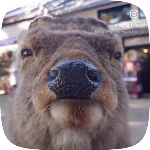 😐 Стикер «Animals» для Telegram