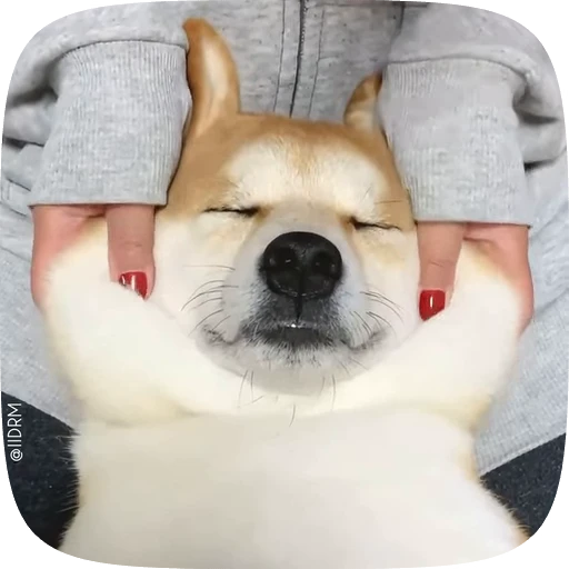 💆 Стикер «Animals» для Telegram