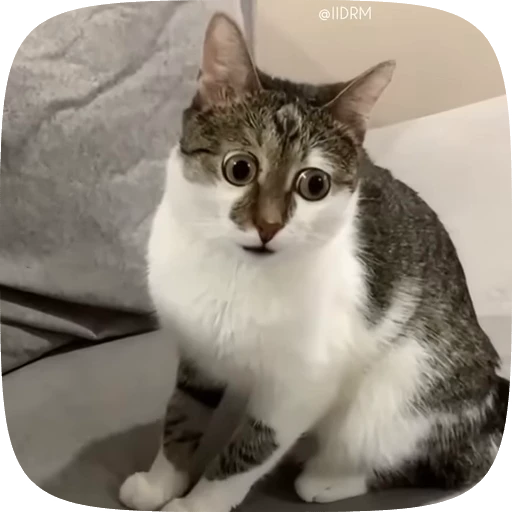 😮 Стикер «Animals» для Telegram