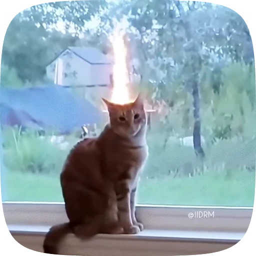 😈 Стикер «Animals» для Telegram