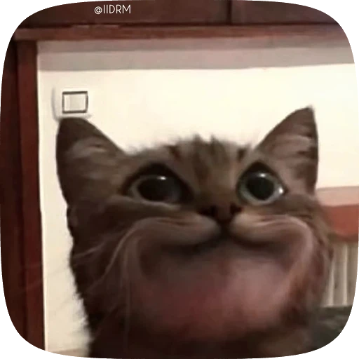 🥹 Стикер «Animals» для Telegram