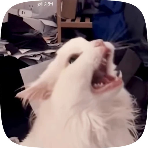 🤬 Стикер «Animals» для Telegram