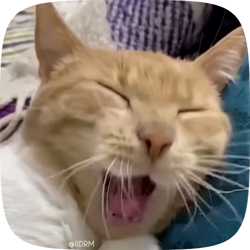 🥱 Стикер «Animals» для Telegram