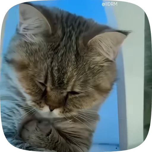 😣 Стикер «Animals» для Telegram
