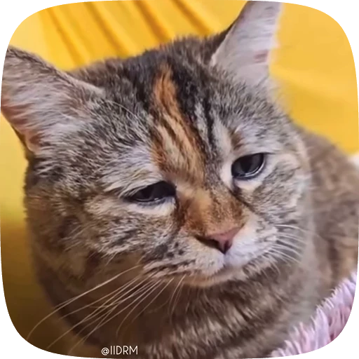😢 Стикер «Animals» для Telegram