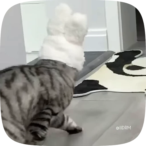 😤 Стикер «Animals» для Telegram