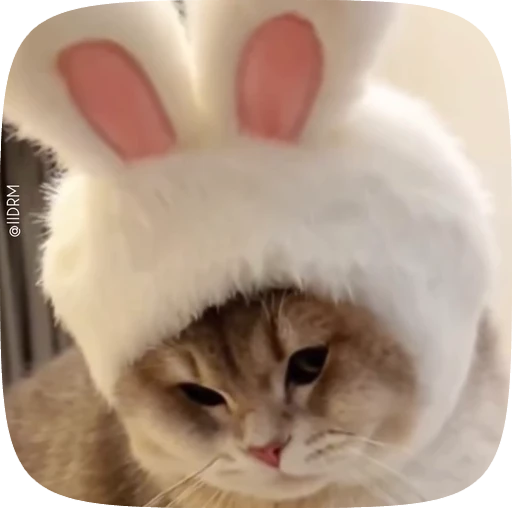 🥰 Стикер «Animals» для Telegram