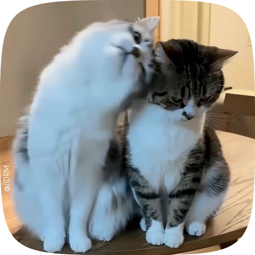 🤗 Стикер «Animals» для Telegram