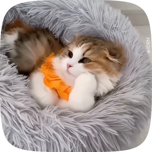 🐾 Стикер «Animals» для Telegram