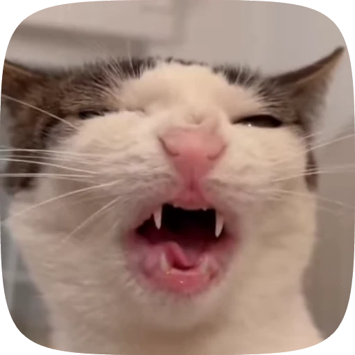 😋 Стикер «Animals» для Telegram