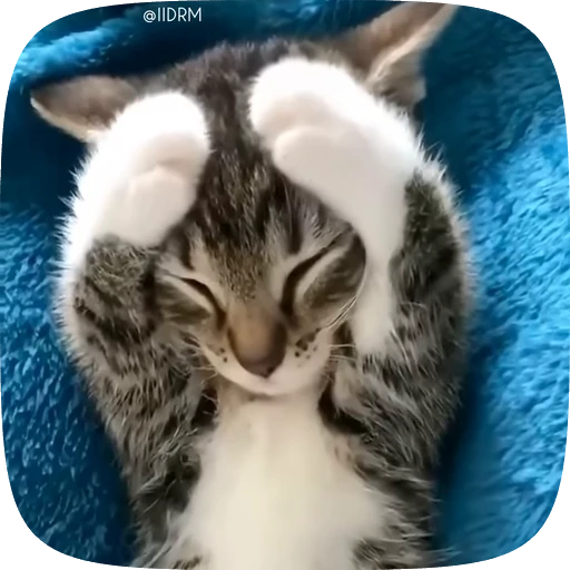 🙈 Стикер «Animals» для Telegram
