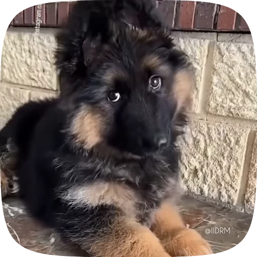 🐶 Стикер «Funny animals» для Telegram