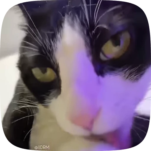 😏 Стикер «Funny animals» для Telegram