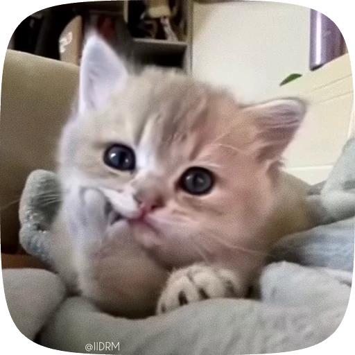 🐱 Стикер «Funny animals» для Telegram