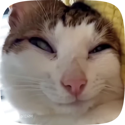 😏 Стикер «Funny animals» для Telegram