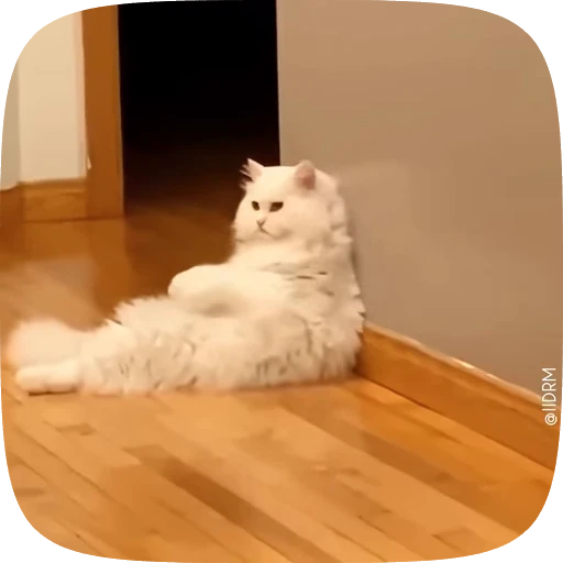 🐾 Стикер «Funny animals» для Telegram