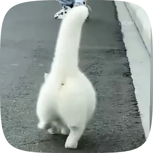 😎 Стикер «Funny animals» для Telegram