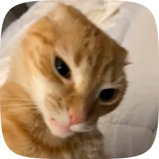 👿 Стикер «Funny animals» для Telegram