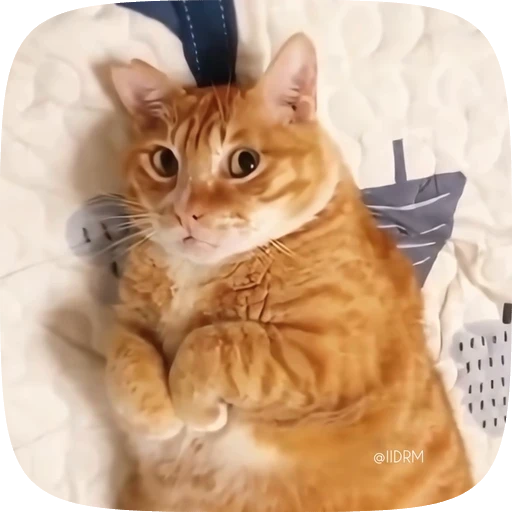 🥺 Стикер «Funny animals» для Telegram