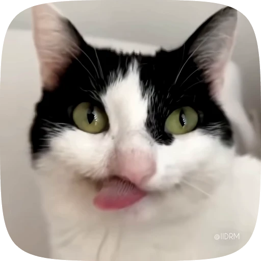 🐱 Стикер «Funny animals» для Telegram