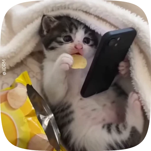 🐱 Стикер «Funny animals» для Telegram