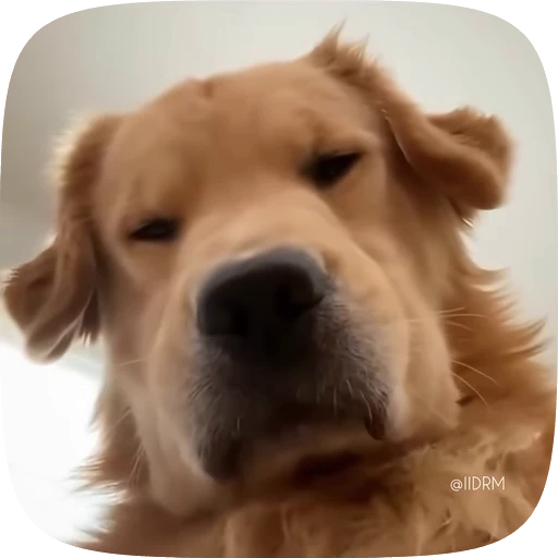 😕 Стикер «Funny animals» для Telegram