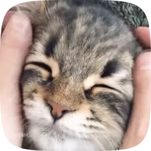 😊 Стикер «Funny animals» для Telegram