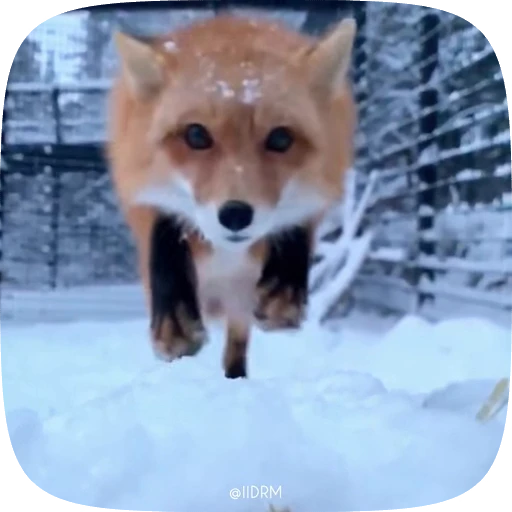 💋 Стикер «Funny animals» для Telegram