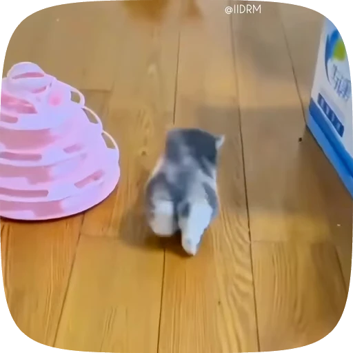 💃 Стикер «Funny animals» для Telegram