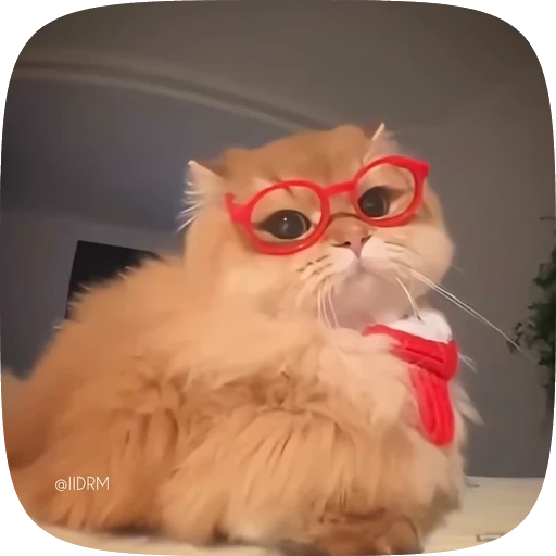 🤓 Стикер «Funny animals» для Telegram