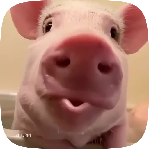 😘 Стикер «Funny animals» для Telegram