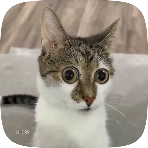😳 Стикер «Funny animals» для Telegram