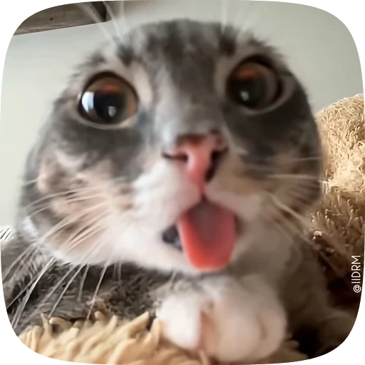 👀 Стикер «Funny animals» для Telegram