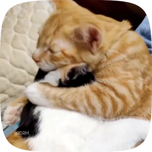 🫂 Стикер «Funny animals» для Telegram