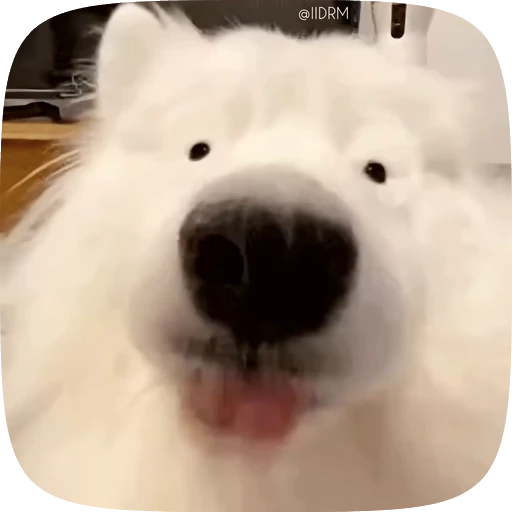 🐶 Стикер «Funny animals» для Telegram