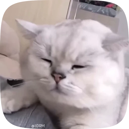 ☺️ Стикер «Funny animals» для Telegram