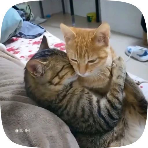 ❤️ Стикер «Funny animals» для Telegram