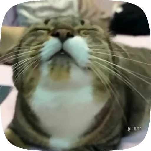 🐱 Стикер «Funny animals» для Telegram