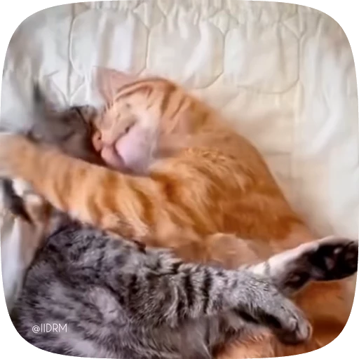 🤗 Стикер «Funny animals» для Telegram