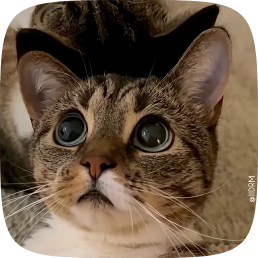 🥺 Стикер «Funny animals» для Telegram