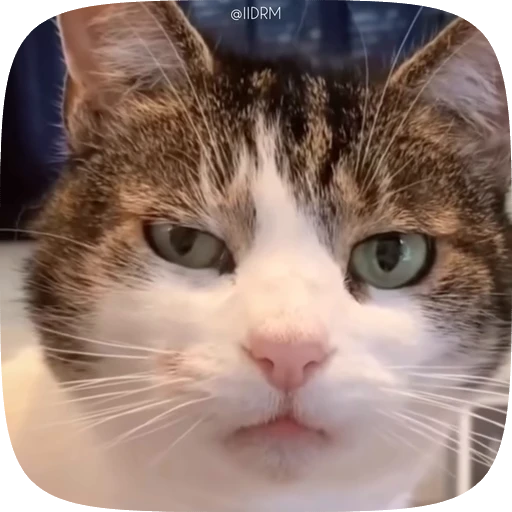 😉 Стикер «Funny animals» для Telegram
