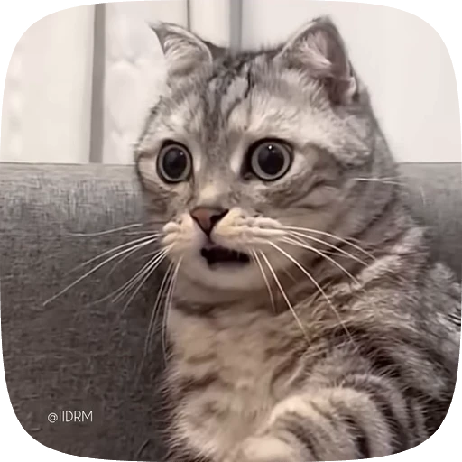 😮 Стикер «Funny animals» для Telegram