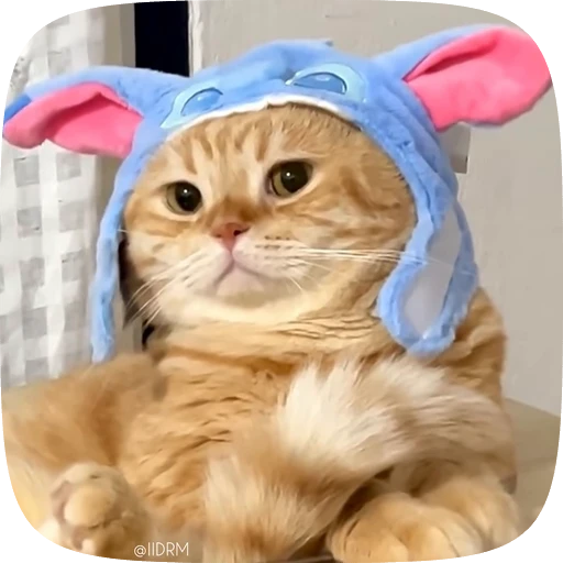 🐱 Стикер «Funny animals» для Telegram