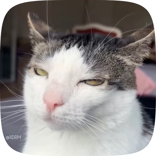 😤 Стикер «Funny animals» для Telegram